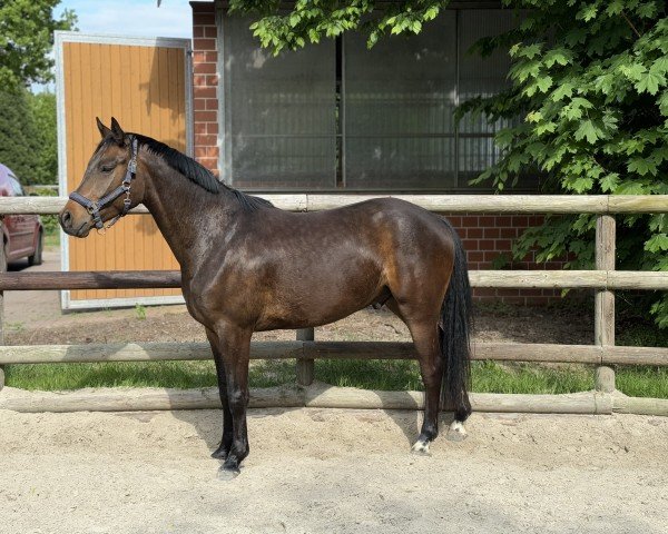 dressage horse Fid'Or ZH (Oldenburg, 2021, from Fidertanz)