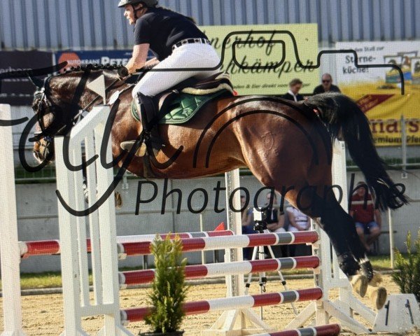 Springpferd Quitino 2 (Holsteiner, 2018, von Quibery 3)