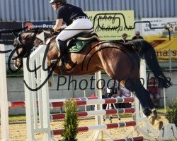 Springpferd Quitino 2 (Holsteiner, 2018, von Quibery 3)