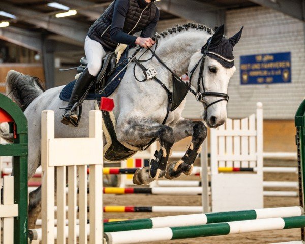 jumper Bijou Baloubet (Oldenburg show jumper, 2018, from Chacoon Blue)