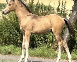 foal by Gold Juwel KW (German Riding Pony, 2024, from Gold Garant)