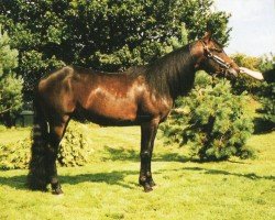 Pferd Dun It At Dawn (Quarter Horse, 1998, von Hollywood Dun It)