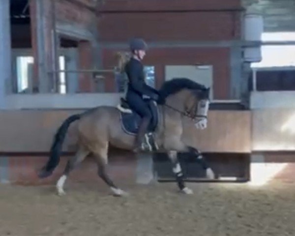 Springpferd Rieemaars Superleggera (Deutsches Reitpony, 2022, von Vincent)