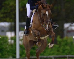 Springpferd Take Off des Charmes Z (Zangersheide Reitpferd, 2018, von Take A Chance On Me Z)