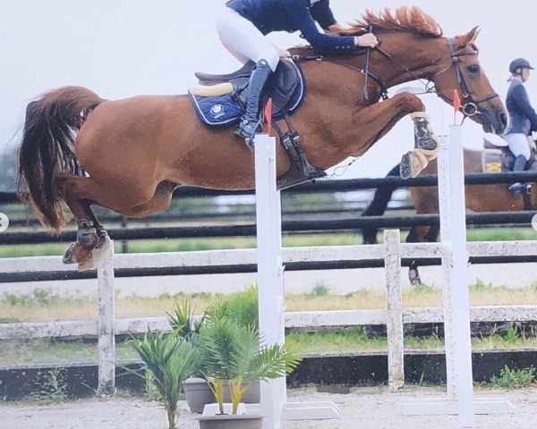 jumper Millesime de L'Auslese (Belgian Warmblood, 2012)
