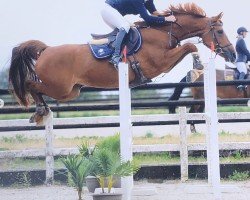 Springpferd Millesime de L'Auslese (Belgisches Warmblut, 2012)