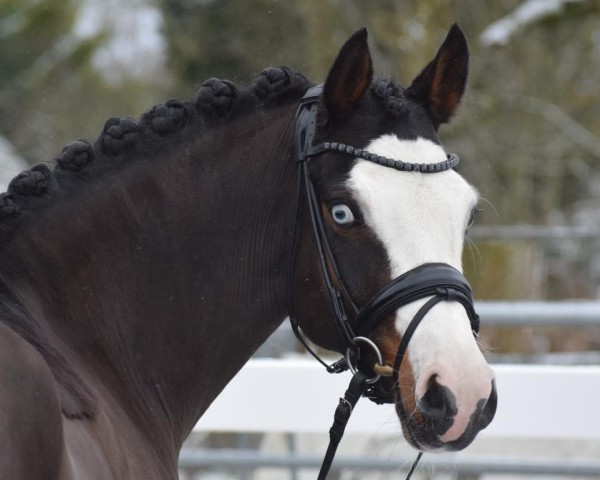 Dressurpferd PHWs Gentleman (Deutsches Reitpferd, 2018, von Graciano 90)