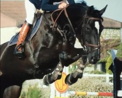 jumper Air Jolly Z (Zangersheide riding horse, 2005)