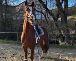dressage horse Quäntchen Glück 34 (German Sport Horse, 2018, from Quaterhall)