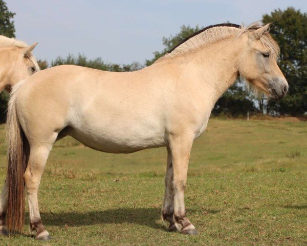 horse Juna- Lou (Fjord Horse, 2022, from Nansen N.2316)