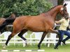 broodmare Dancing Matilda (Hanoverian, 2010, from Dancier)