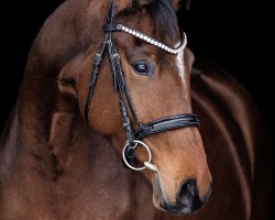 dressage horse Viva L'Amour HR (Hanoverian, 2021, from Valverde NRW)