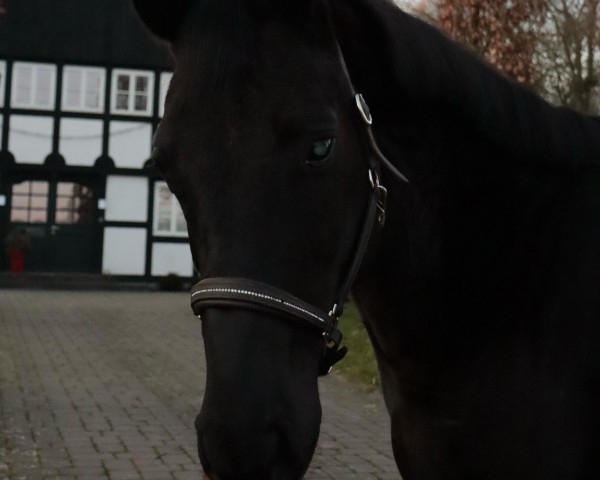 dressage horse Ferino (Oldenburg, 2017, from Frascino)