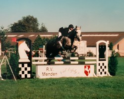 horse Caprice 198 (Hanoverian, 1993, from Capitol II)