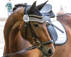 dressage horse Santara Mia (Hanoverian, 2014, from Scolari)