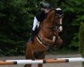 jumper Little Luis EW (Oldenburg, 2013, from Lordanos)