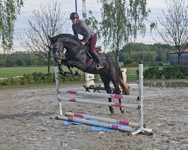 Springpferd Diacorlino G (Westfale, 2021, von Diacontinus)