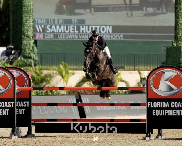 Zuchtstute Leeuwin van de Moerhoeve (Belgisches Warmblut, 2011, von Diamant de Semilly)