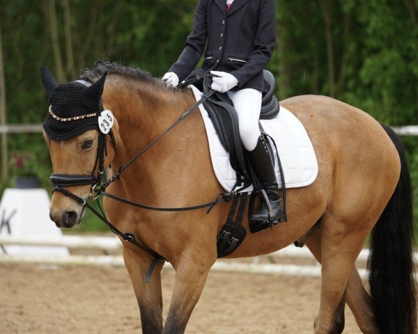 dressage horse Don‘t worry be Happy T (German Riding Pony, 2020, from D'Accord T 3)
