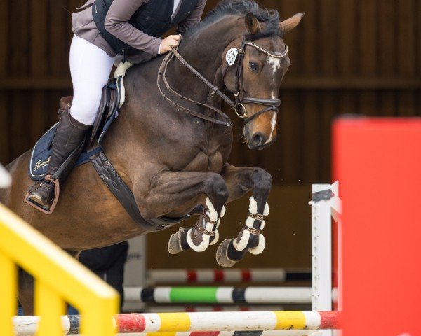 jumper Ivine d'Arvor (Selle Français, 2018, from Diamant de Semilly)