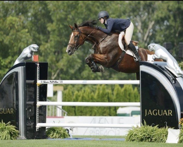 Zuchtstute Grandy de Laubry (Belgisches Warmblut, 2006, von Chin Chin)