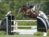 broodmare Grandy de Laubry (Belgian Warmblood, 2006, from Chin Chin)
