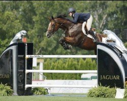 broodmare Grandy de Laubry (Belgian Warmblood, 2006, from Chin Chin)