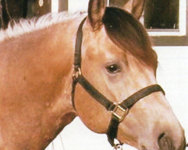 horse Goldwood Chexnic (Quarter Horse, 1999, from Bueno Chexinic)