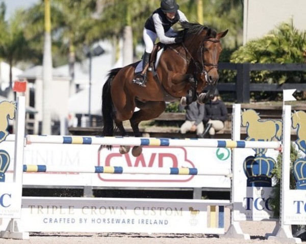 jumper Kalisto The Music (Belgian Warmblood, 2010, from Darco)
