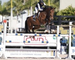 jumper Kalisto The Music (Belgian Warmblood, 2010, from Darco)