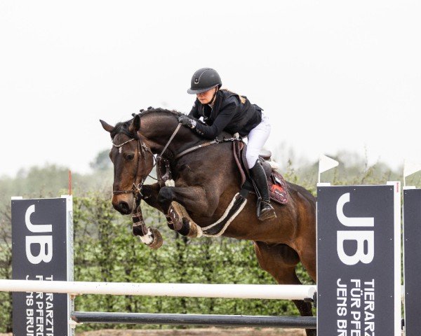 jumper Der Pacific H (Zangersheide riding horse, 2017, from Dominator 2000 Z)