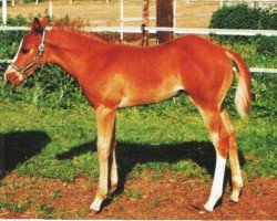 Pferd Jaysan (Quarter Horse, 1996, von Doc Bar)