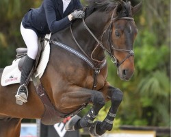 Springpferd Catano 29 (Oldenburger, 2009, von Catan 12)