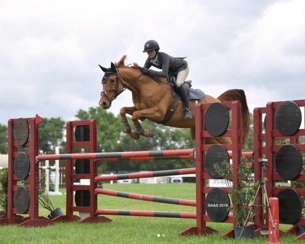 jumper Veneto Fontaine (Selle Français, 2009, from Dollar du Murier)
