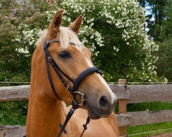 Pferd Milano Gold A (Anglo Europäisches Sportpferd, 2022, von Michelangelo A)