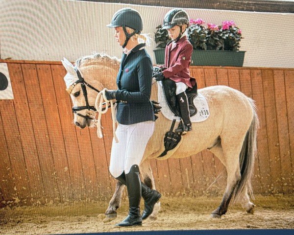 dressage horse Leybucht Granit (Welsh mountain pony (SEK.A), 2021)