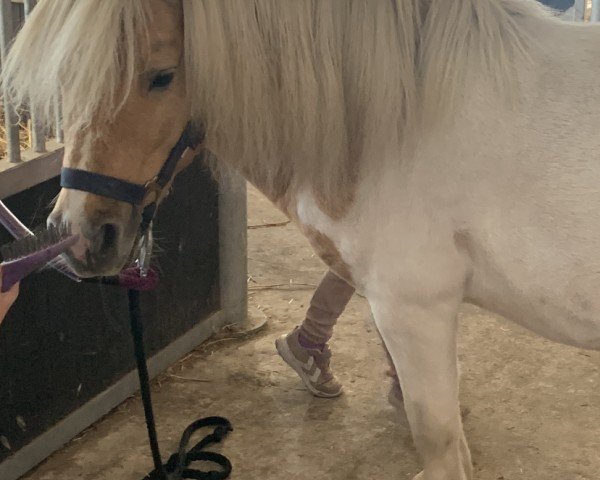 horse Aslan (Shetland Pony, 2015, from Ambitie van de Zandkamp)