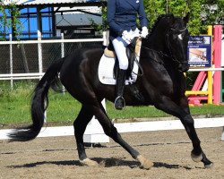 dressage horse My Flair (Hanoverian, 2017, from E.H. Millennium)