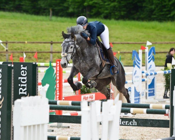 Springpferd Zasha van de Thaborhoeve Z (Zangersheide Reitpferd, 2019, von Zento)