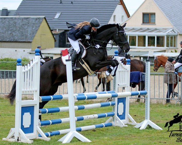 jumper Spartakus 45 (German Sport Horse, 2017, from Shomari S)