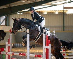 jumper Rosenkavalier 25 (German Sport Horse, 2019, from Cosirit)