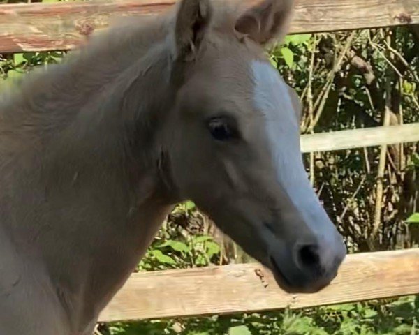 foal by Buchenhofs Cookie (German Riding Pony, 2025, from Cashcode)