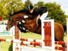 stallion Notre Plaisir (German Riding Pony, 1997, from Notre Beau)