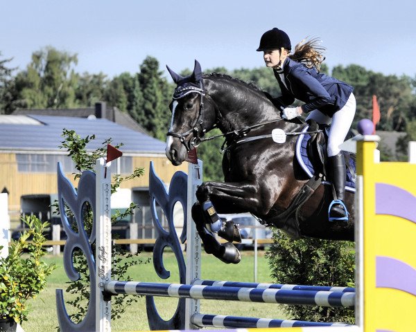 jumper Florida 133 (German Sport Horse, 2010, from Fly High)