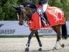 jumper Qartoon van de Plataan (Belgian Warmblood, 2016, from Emerald van 't Ruytershof)