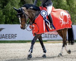 jumper Qartoon van de Plataan (Belgian Warmblood, 2016, from Emerald van 't Ruytershof)