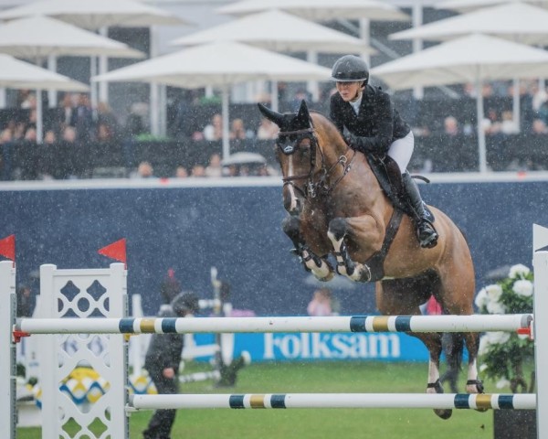 stallion Tom Hanks (Selle Français, 2014, from Bisquet Balou C)