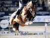 Springpferd Cool More Hero (Holsteiner, 2016, von Casall Ask)