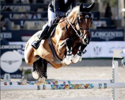 jumper Cool More Hero (Holsteiner, 2016, from Casall Ask)
