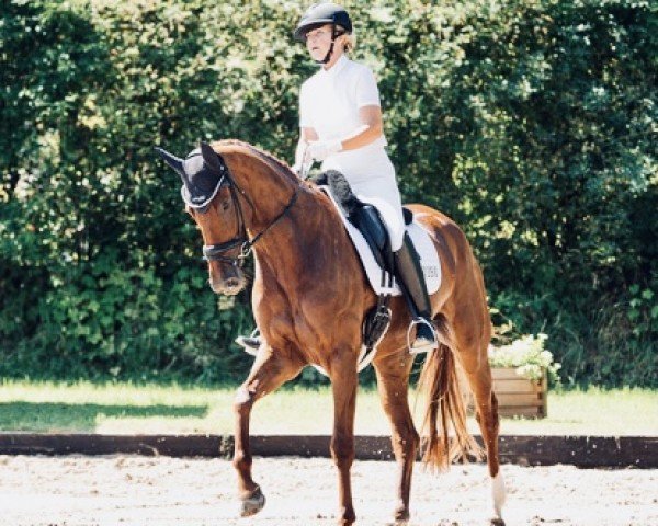 Dressurpferd Valeria F (Westfale, 2018, von Vitalis)